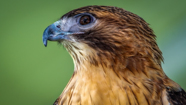 Kostenloses Foto red shouldered hawk