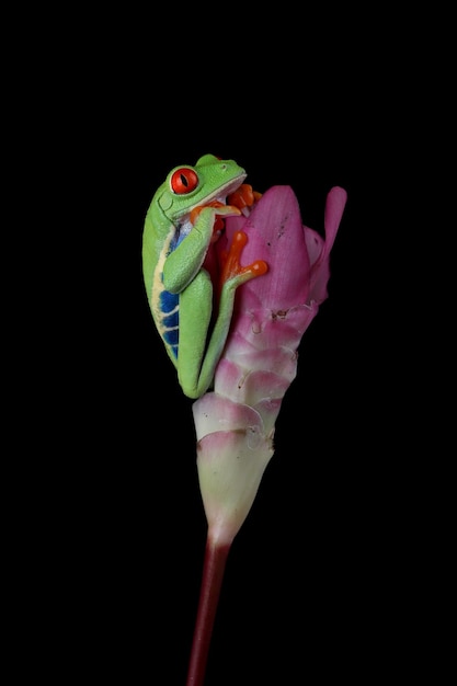 Redeyed laubfrosch agalychnis callidryas nahaufnahme auf blume