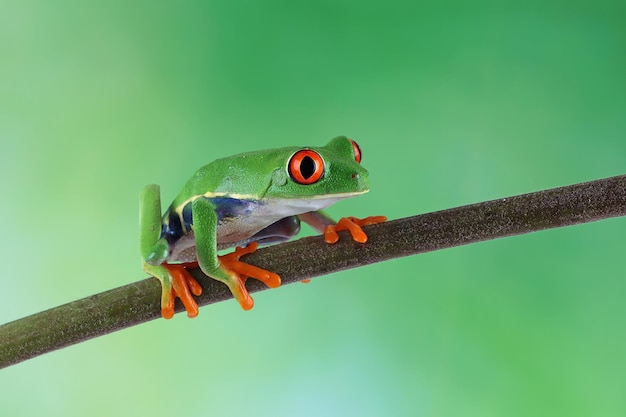 Kostenloses Foto redeyed laubfrosch auf ast sitzend