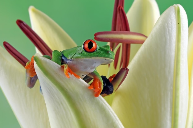 Redeyed Laubfrosch auf Lilienblume auf Schwarz