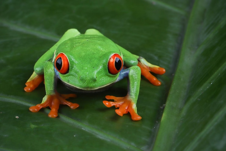 Kostenlose Foto redeyed laubfrosch sitzt auf grünen blättern