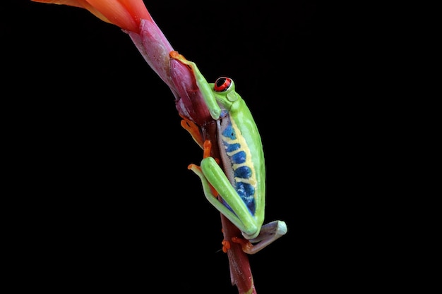 Redeyed Tree Frog Nahaufnahme auf grünen Blättern