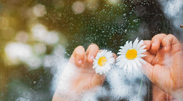 Regentropfen auf dem Glas eines Dorffensters, Kamille blüht Augen in Kinderhänden schauen auf den Regen.