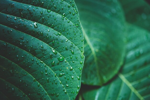 Regenwasser auf einem grünen Blattmakro.