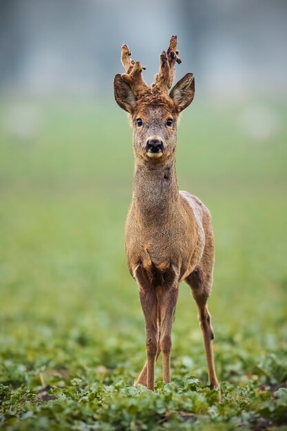 Bilder Rehbock Gratis Vektoren Fotos Und Psds