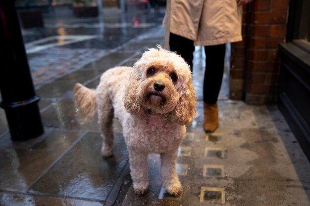 Reife Frau geht mit ihrem Hund spazieren, während es regnet