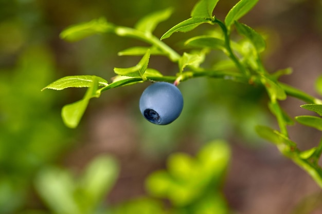 Reife und bereite wilde Blaubeeren auf dem Busch - selektiver Fokus. Nahansicht