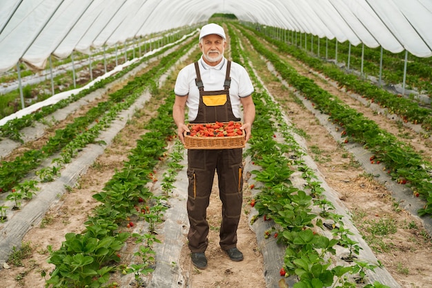 Reifer Gärtner mit Korb voller frischer Erdbeeren