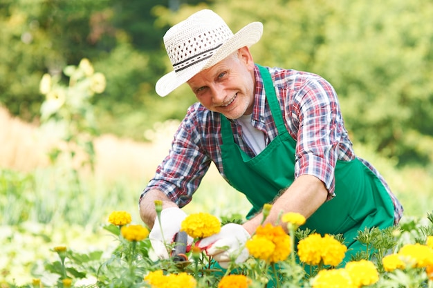 Reifer Mann, der Blume im Garten schneidet