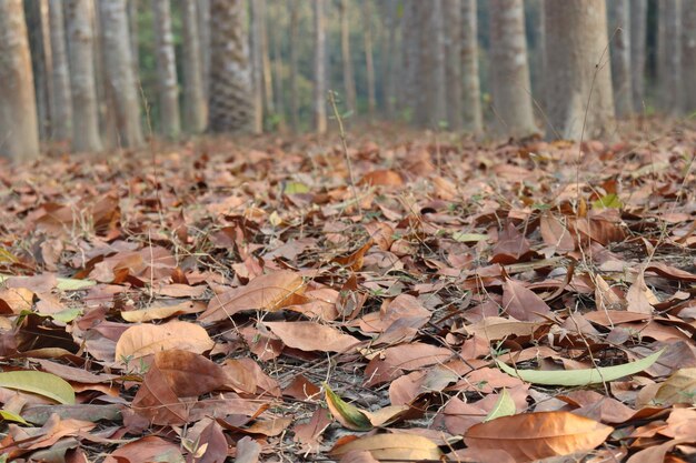 Reifes Blatt des Baumes auf Wald