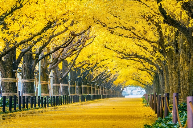 Reihe des gelben Ginkgobaums im Herbst. Herbstpark in Tokio, Japan.