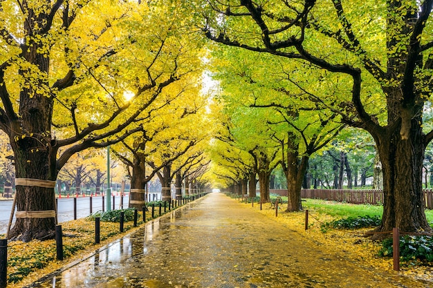 Reihe des gelben Ginkgobaums im Herbst. Herbstpark in Tokio, Japan.