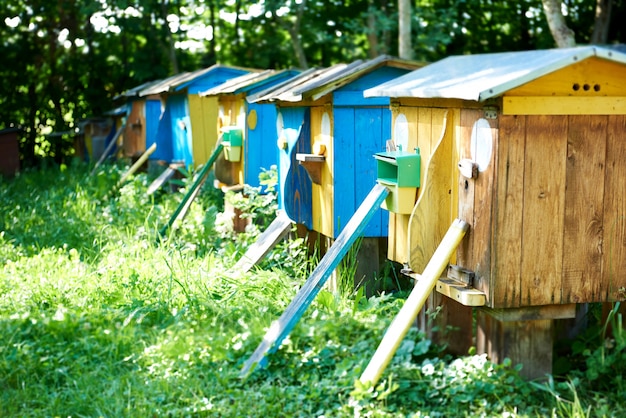 Kostenloses Foto reihe von bienenstöcken in einem bienenhaus im freien im garten natur sommer frühling saisonale imkerei landwirtschaft beruf hobby honig handwerk konzept.