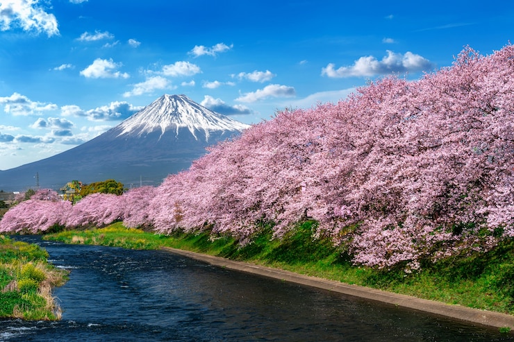 Kostenlose Foto reihe von kirschblüten und fuji-berg im frühjahr, shizuoka in japan.