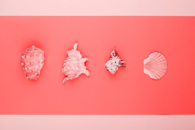 Reihe von Muscheln und Muscheln Muscheln auf Korallen und rosa Hintergrund