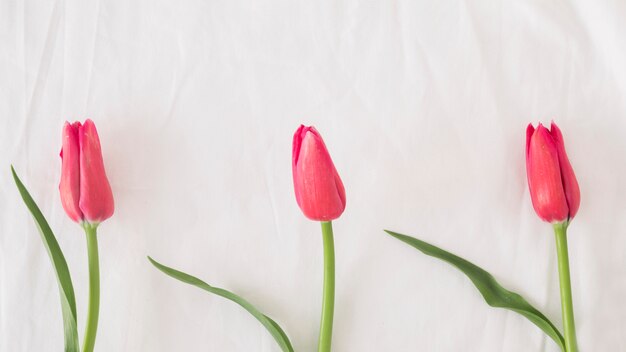 Reihe von rosa Blumen auf Stielen mit grünen Blättern