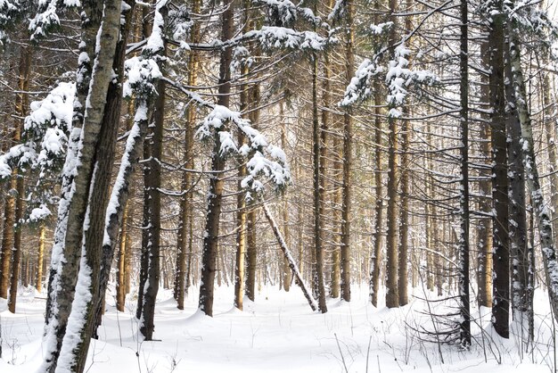 Reihen von kiefernstämmen mit schnee im winterwald bedeckt