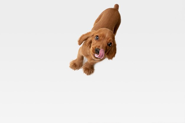 Reine Jugend verrückt. Englischer Cockerspaniel junger Hund posiert.