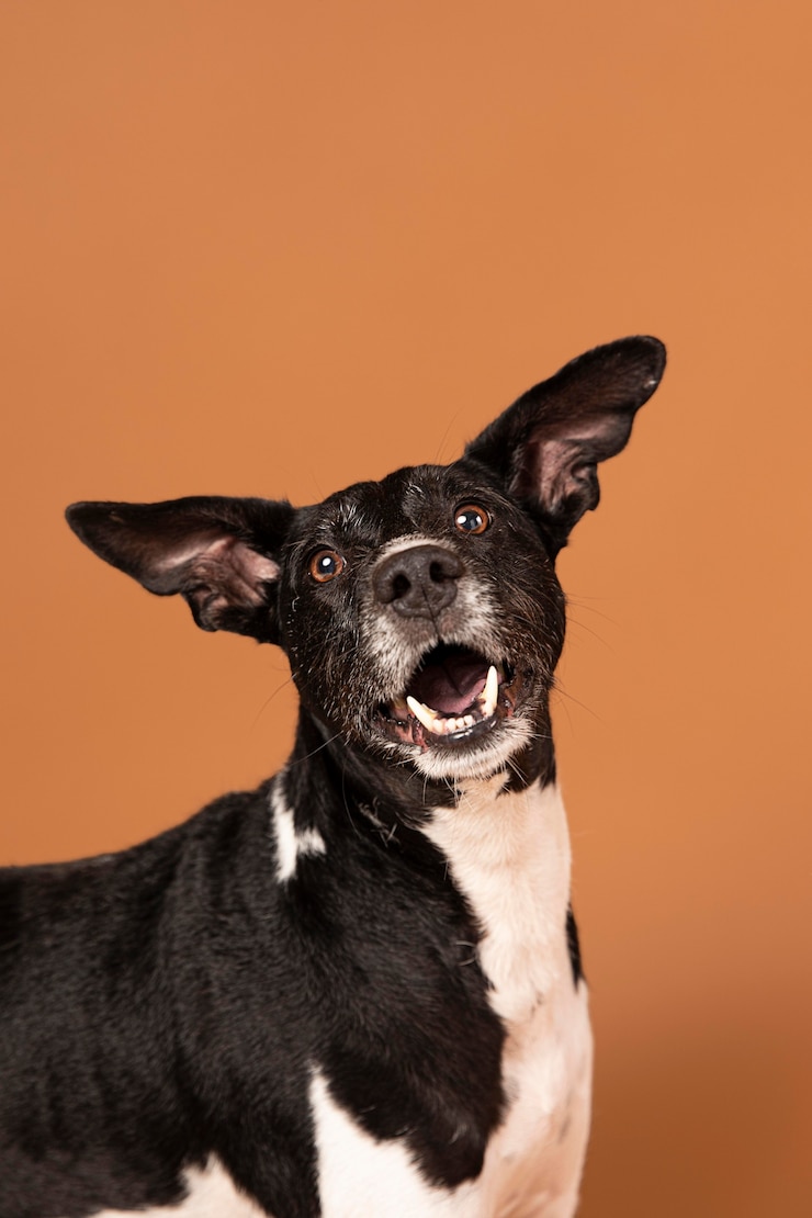Kostenlose Foto reinrassiger hund, der in einem studio entzückend ist