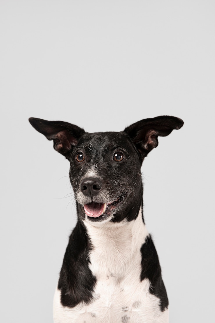 Kostenlose Foto reinrassiger hund, der in einem studio süß ist