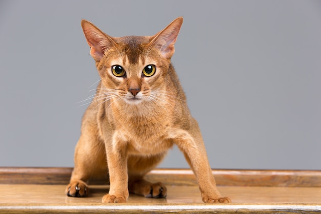 Kostenloses Foto reinrassiges abyssinisches porträt der jungen katze