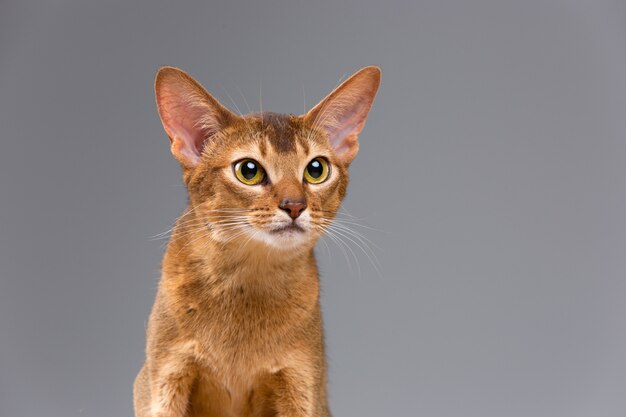 Reinrassiges abyssinisches Porträt der jungen Katze