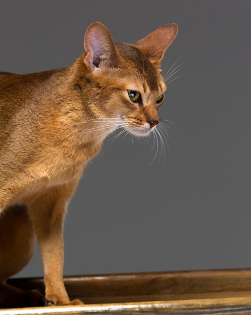 Reinrassiges abyssinisches Porträt der jungen Katze