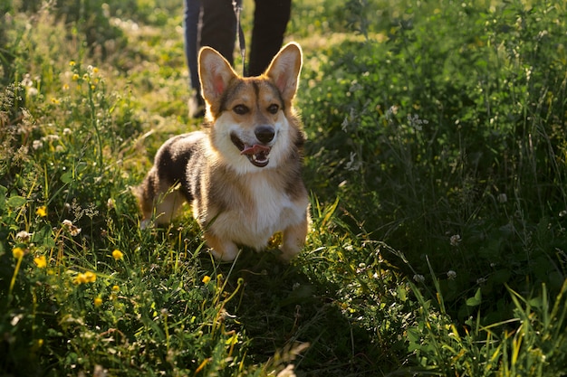 Reisender mit hund hautnah