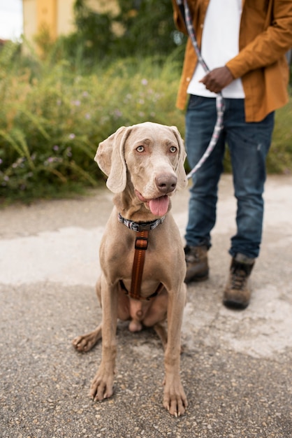 Reisender mit süßem Hund hautnah