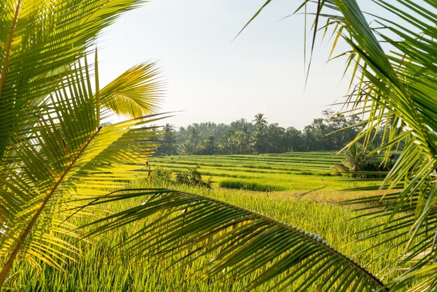 Reisfeld in Bali