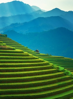 Reisfelder auf terrassen von mu cang chai