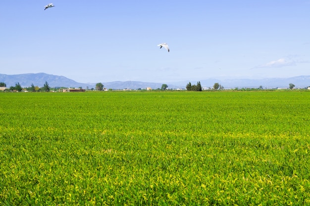 Reisfelder bei Ebro Delta
