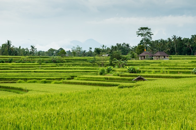 Reisfelder in Bali