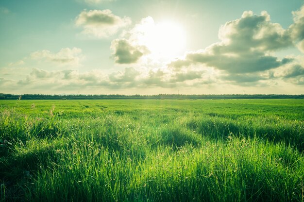 Reisplantage unter dem sonnigen Himmel