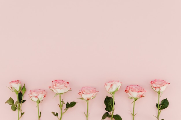 Reizende rosa Rosen mit Kopienraum
