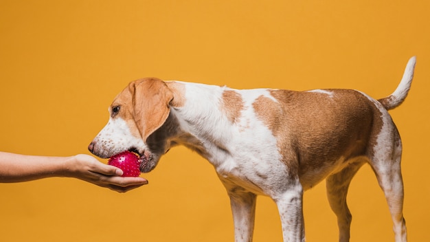 Reizender Hund, der einen Ball von einer Hand ergreift