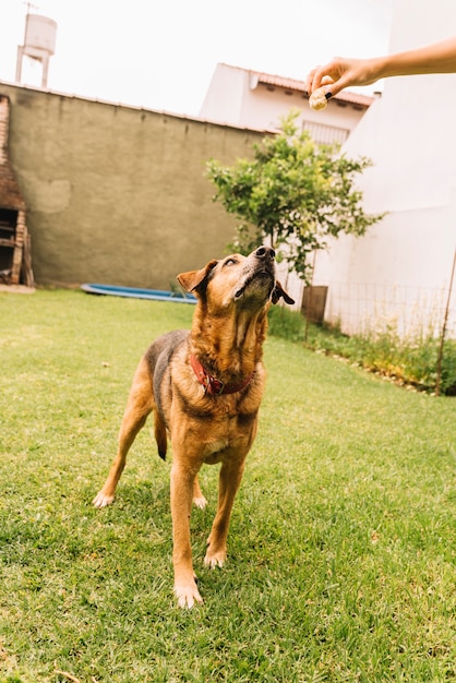 Reizender Hund, der im Garten aufwirft