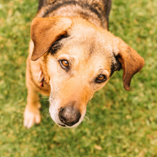 Reizender Hund, der im Garten aufwirft