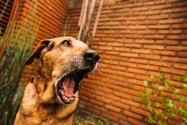 Reizender Hund, der im Garten aufwirft