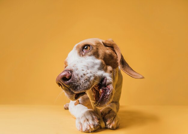 Reizender Hund der Vorderansicht, der einen Knochen isst