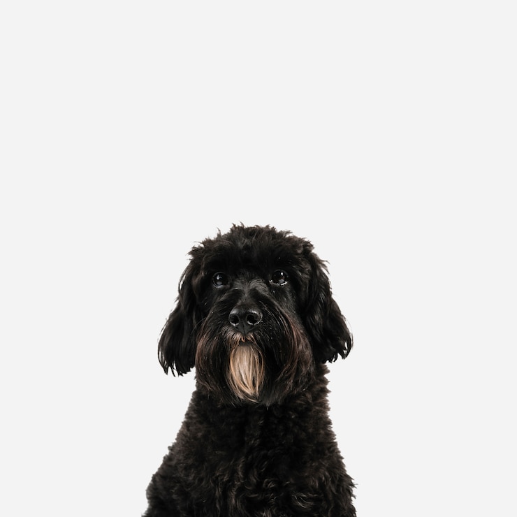 Kostenlose Foto reizender schwarzer hund, der mit weißem hintergrund aufwirft
