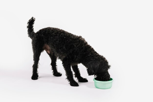 Reizender schwarzer Hund, der mit weißem Hintergrund aufwirft