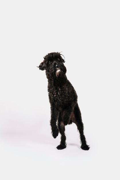 Reizender schwarzer Hund, der mit weißem Hintergrund aufwirft
