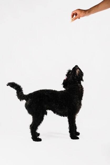 Reizender schwarzer Hund, der mit weißem Hintergrund aufwirft