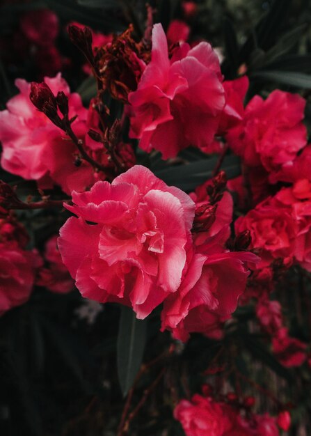Reizender Vintager rosafarbener Blumenhintergrund