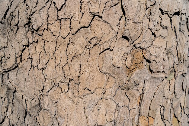 Reliefbeschaffenheit der braunen Rinde eines Baumes nah oben