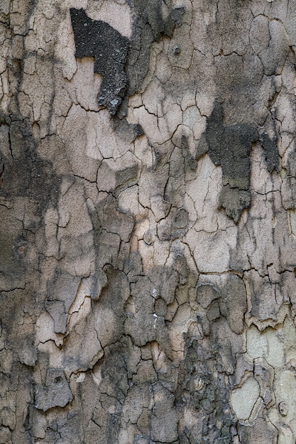 Reliefbeschaffenheit der braunen Rinde eines Baumes nah oben