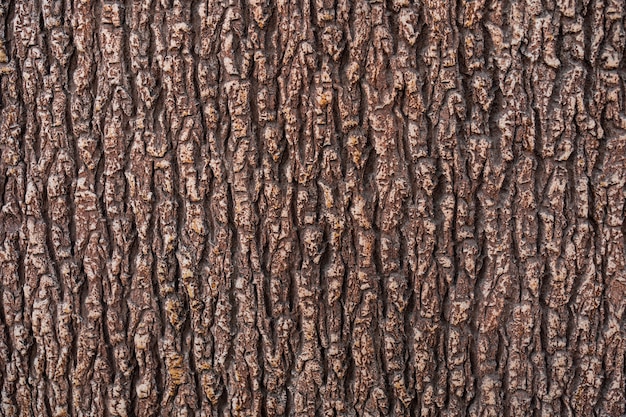 Reliefbeschaffenheit der braunen Rinde eines Baumes nah oben