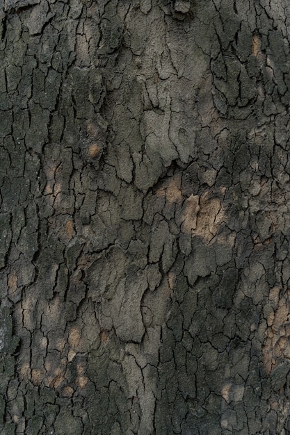 Reliefbeschaffenheit der dunklen Rinde eines Baumes nah oben