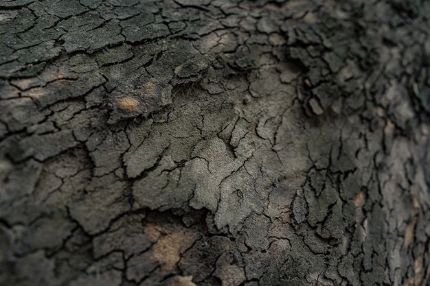 Reliefbeschaffenheit der dunklen Rinde eines Baumes nah oben